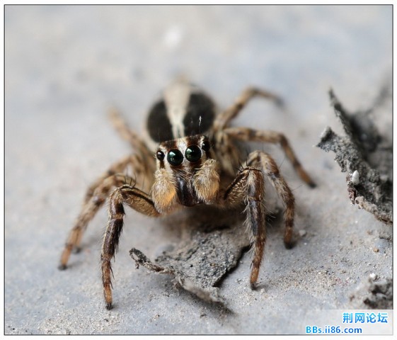 11539439褐条斑蝇虎 雄.jpg