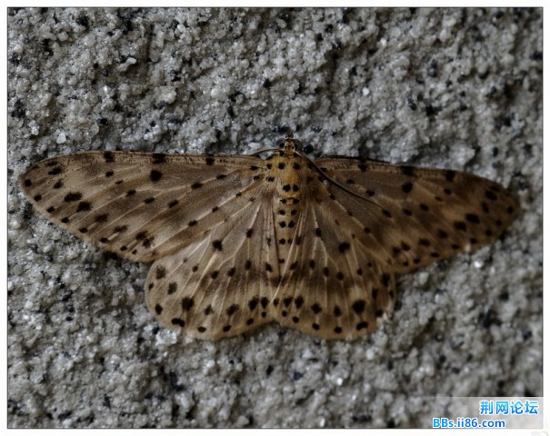 IMG_2679a胡麻斑星尺蛾.jpg