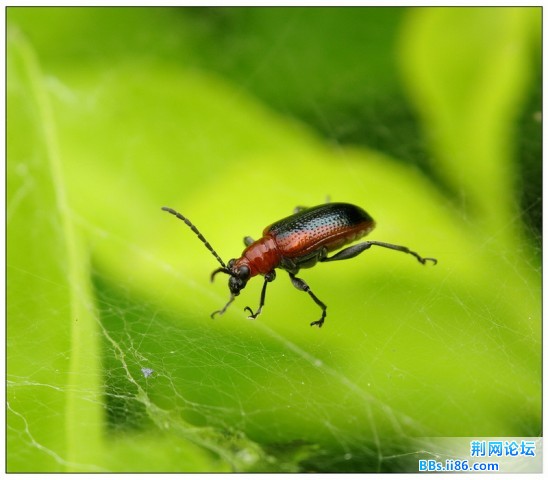 IMG_5843金花虫 Lema sp 叶甲Neolema ovalis.jpg