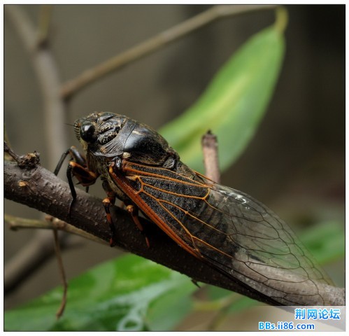IMG_6133红脉熊蝉 蚱蝉 (雄)Crytotympana pustulata.jpg