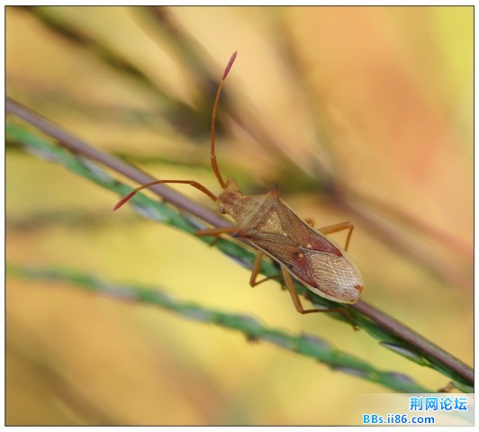 长肩棘缘蝽.jpg
