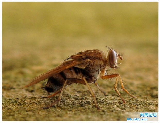 大丽蝇.jpg