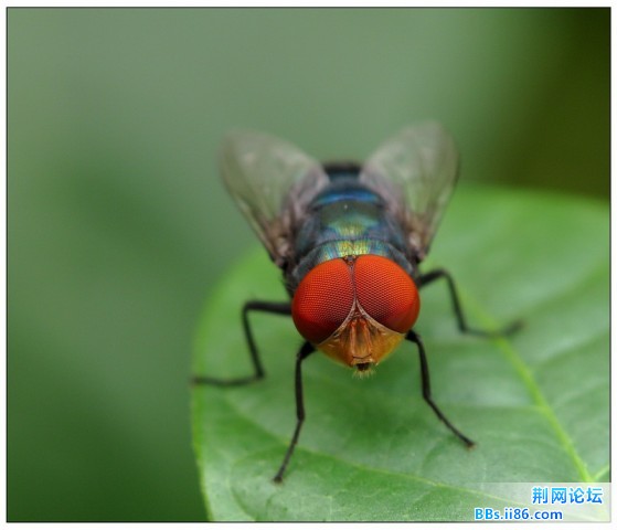 大头金蝇 (雌)184640_1277093000.jpg