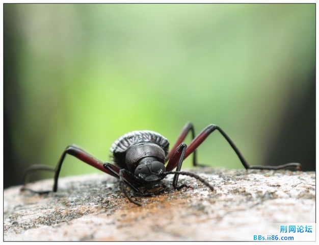 复眼很大的长脚拟步行虫184640_1276957023.jpg