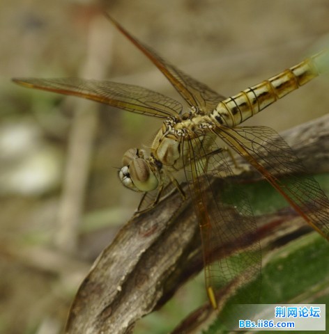 棍腹蜻蜓.jpg