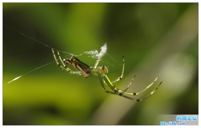 几近透明的小蜘蛛.jpg