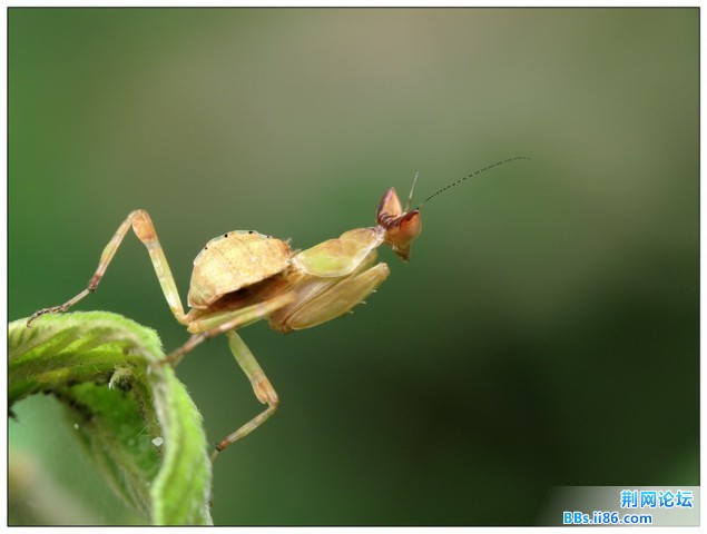 丽眼斑螳螂若虫.jpg