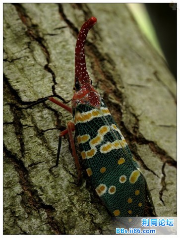 龙眼鸡 别名长鼻蜡蝉.jpg