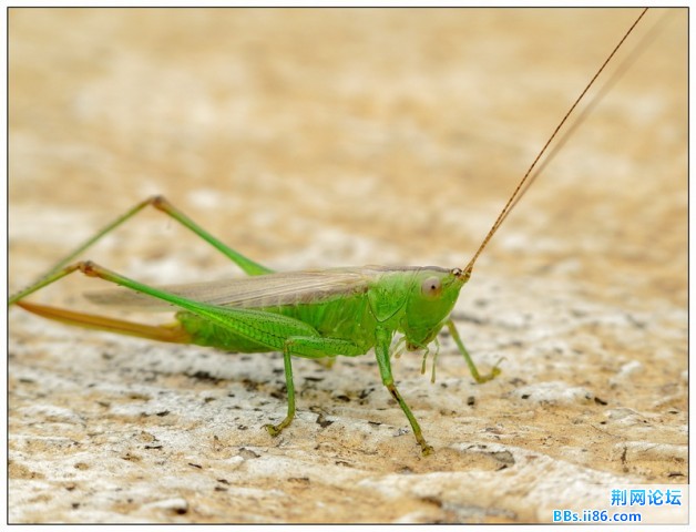 绿得很漂亮的褐背细蟴(绿色型)184640_1276696679.jpg