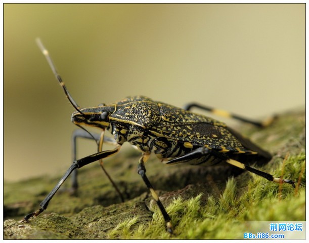 麻皮蝽 黄斑椿象.jpg