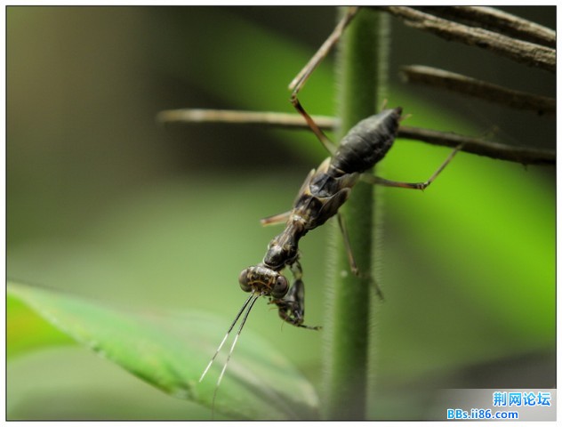 毛螳抓获一只蚂蚁184640_1276954304.jpg