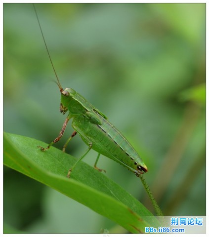 某种螽蟴.jpg