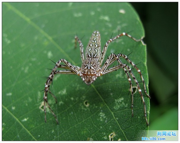 漂亮的豹纹猫蛛.jpg