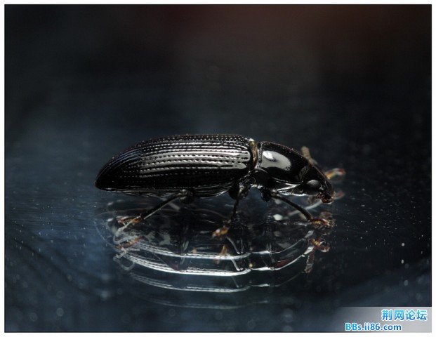 鞘翅目拟步甲科 待查.jpg