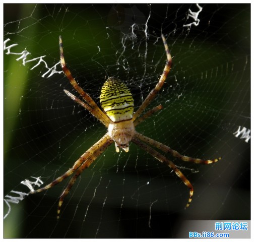 色彩鲜艳的织网蜘蛛.jpg