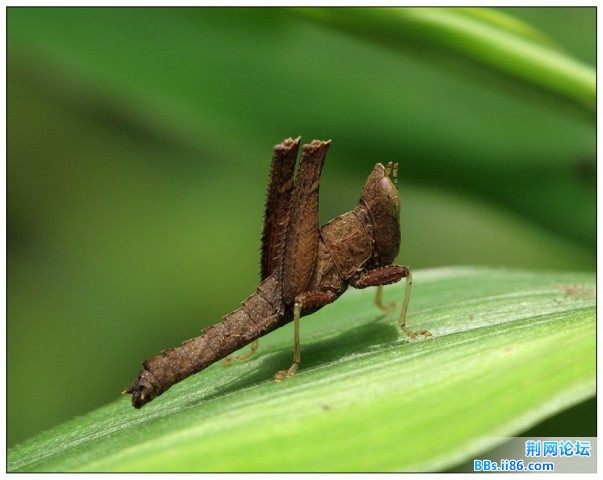 突眼蝗若虫 (雌)184640_1276873656.jpg