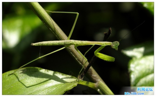 小螳螂.jpg