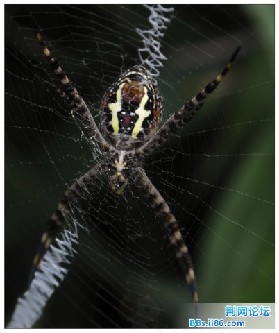 艳丽的织网蜘蛛.jpg