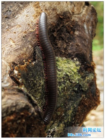 异蛩虫 Spirostreptids (马陆 millipede) 俗名千足虫2.jpg
