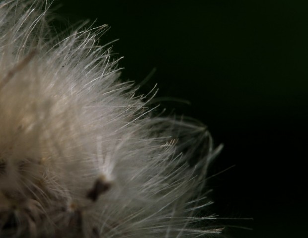 1BI0E4242.JPG