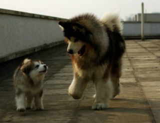 ：“爸爸你真的带我去玩么？” “当然啦，骗你我是小狗！”.jpg