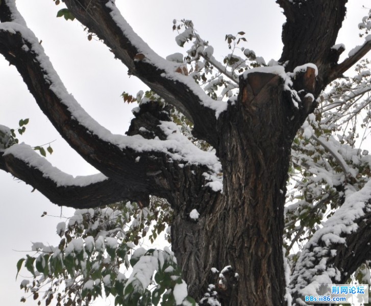 初雪02.jpg