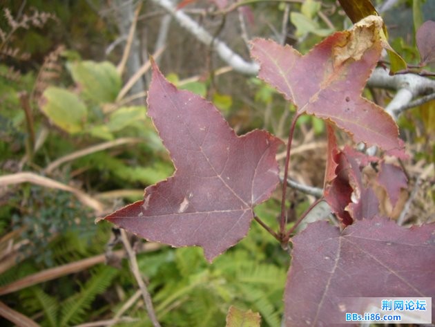 P1100412.JPG P1100412.JPG