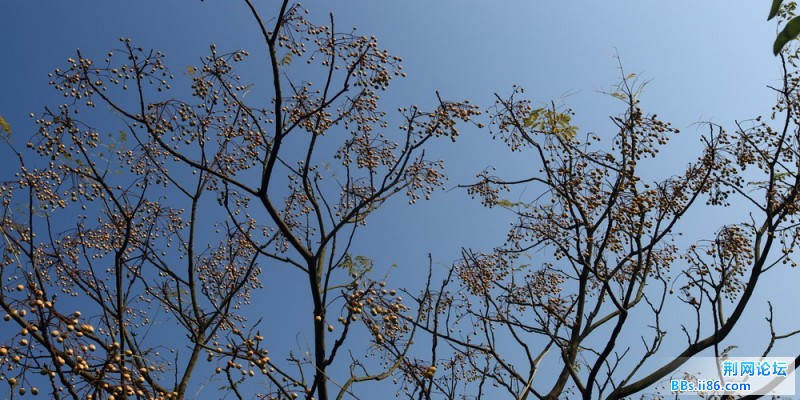 DPP_0002.JPG