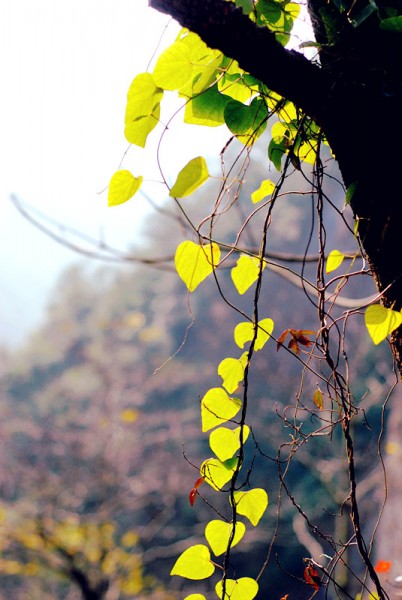 DSC_3904_副本.jpg