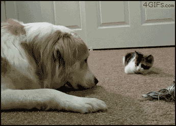 5.gif