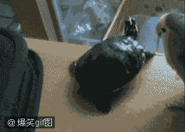 2.gif