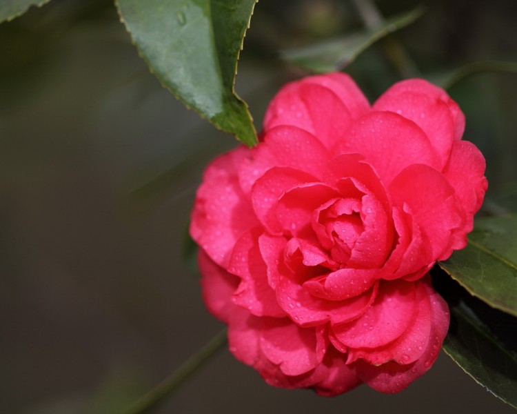 BI0E9050.JPG