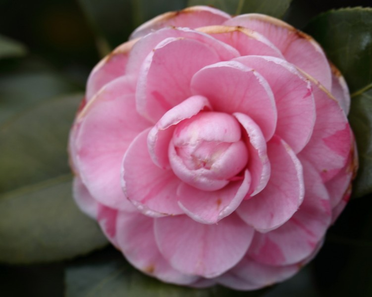 BI0E9179.JPG