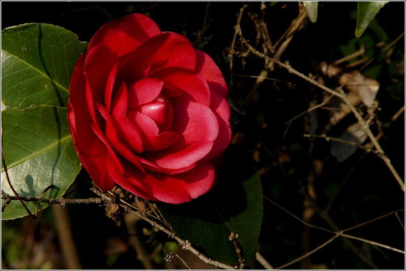 DSC00771_cr.jpg