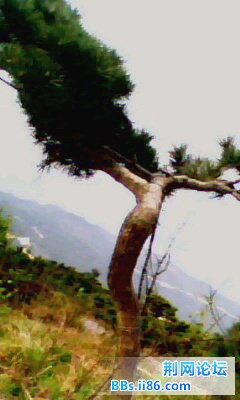 IMG0220A.jpg
