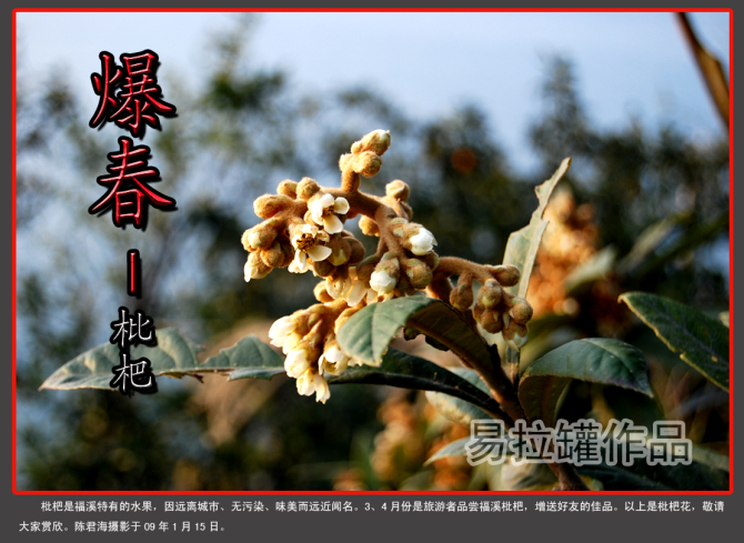 福溪龙湖边的枇杷