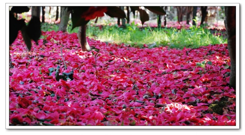 大岭茶花09.jpg