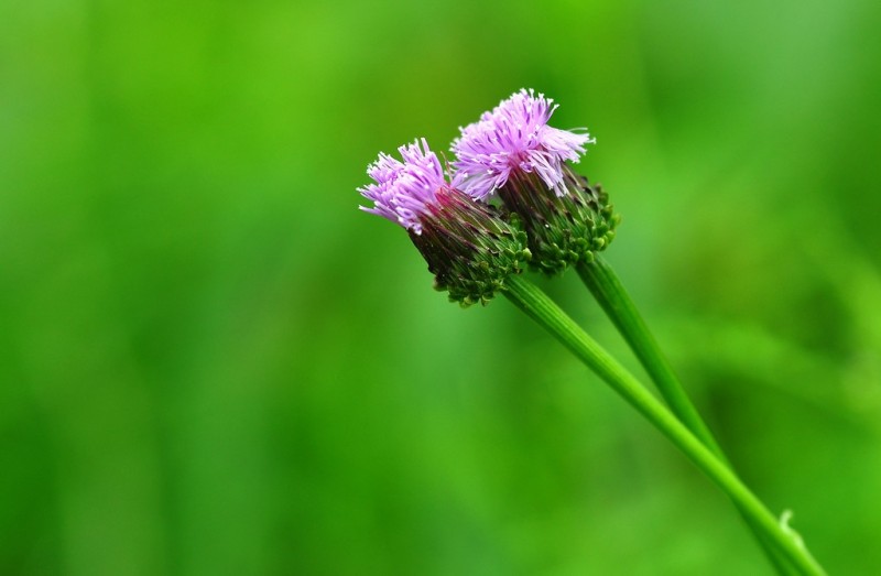 DSC_9079.jpg