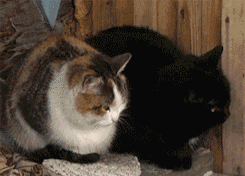 20120504133913_637947.gif