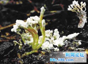 竹林蝉花.JPG