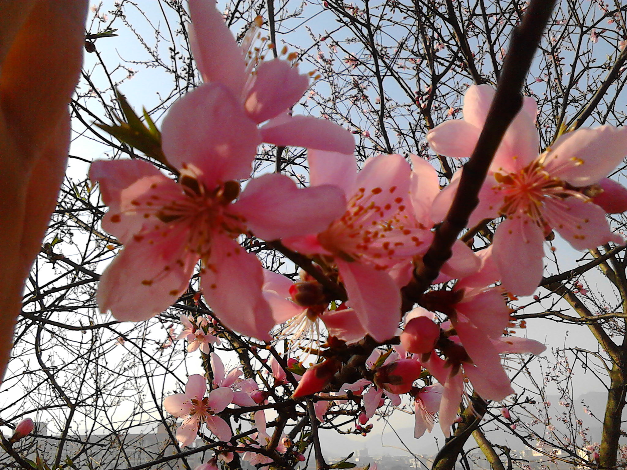 IMG_20130306_083110.jpg