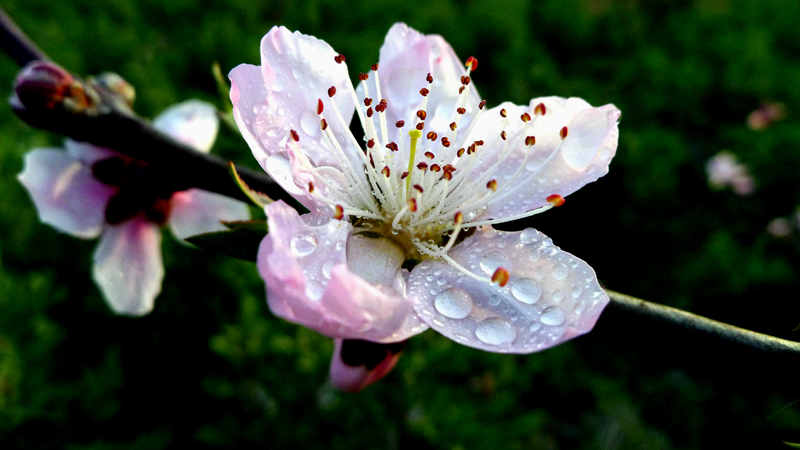 桃花5.jpg