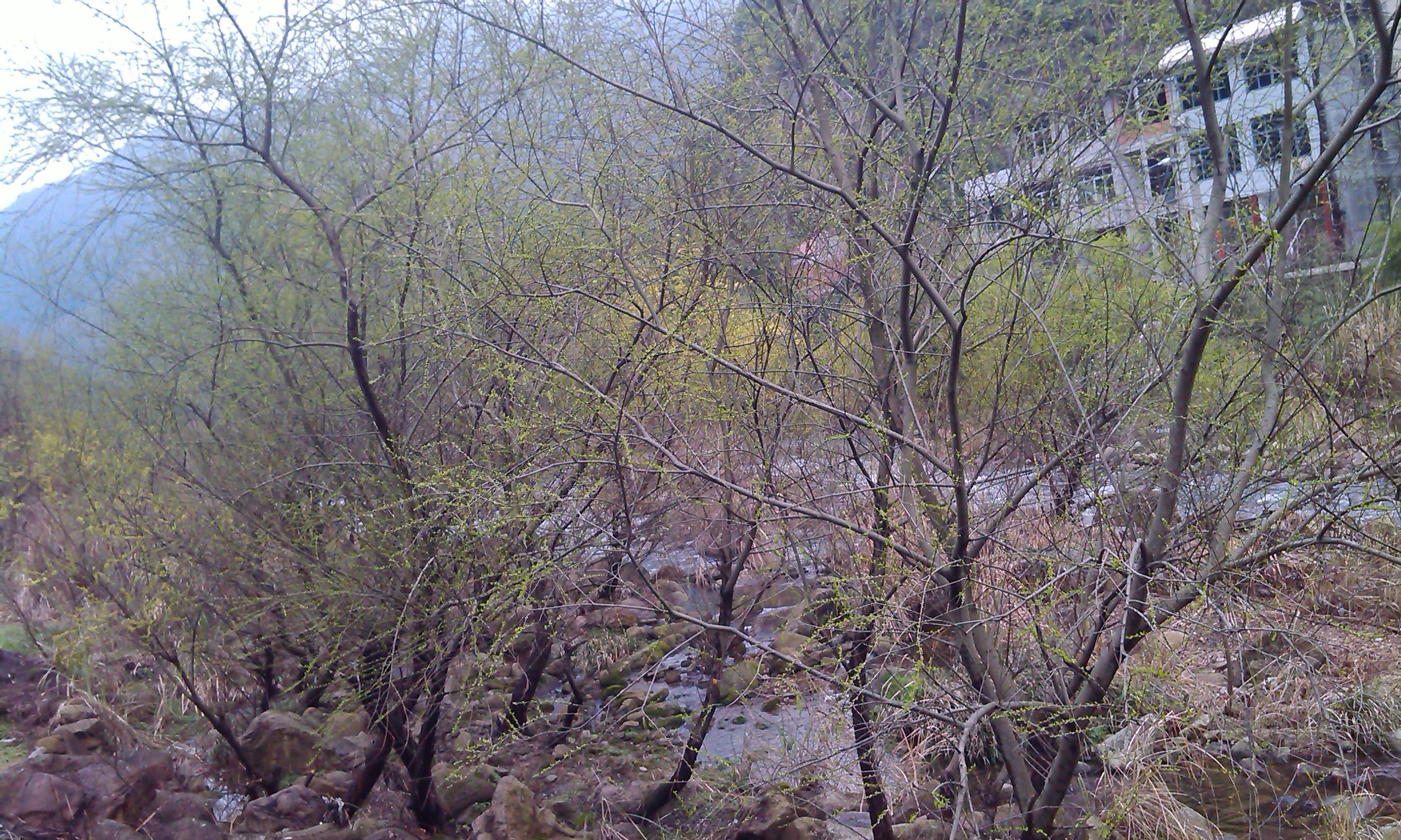 IMG_Ali_00009.jpg