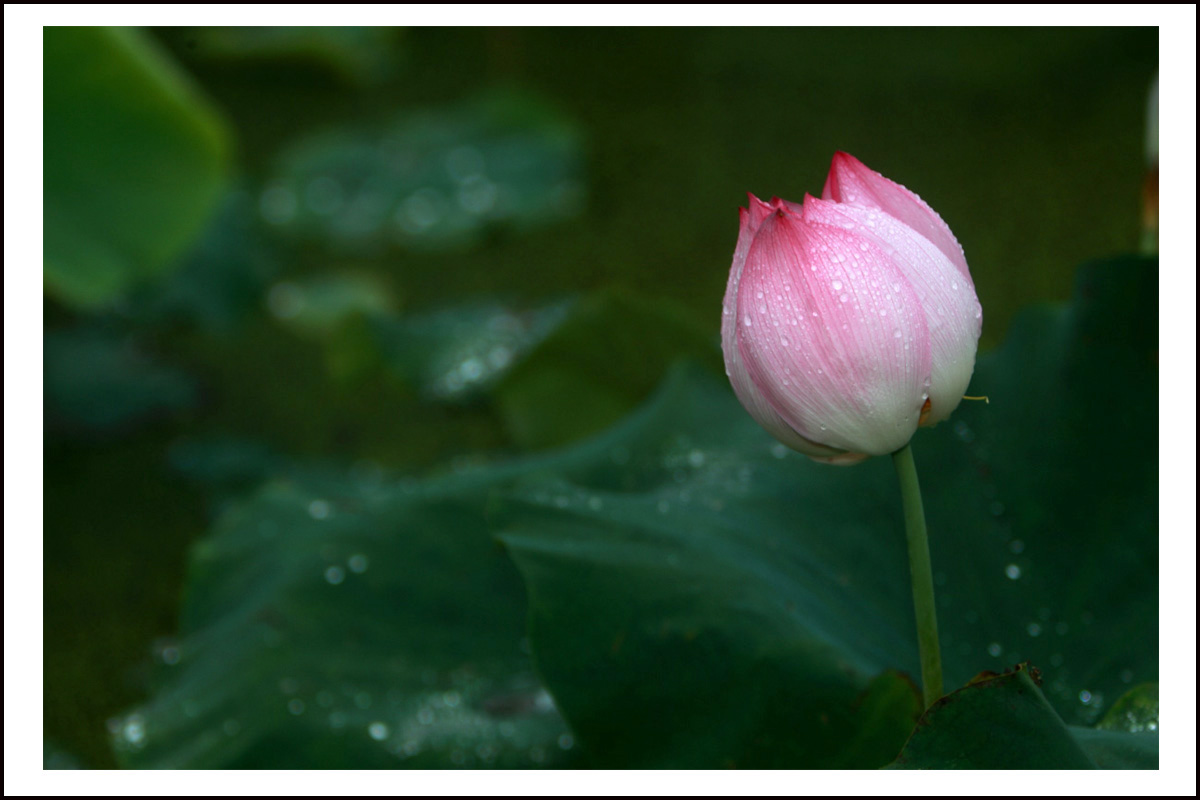 《荷花尖蕾》-1(BI0E4004).JPG
