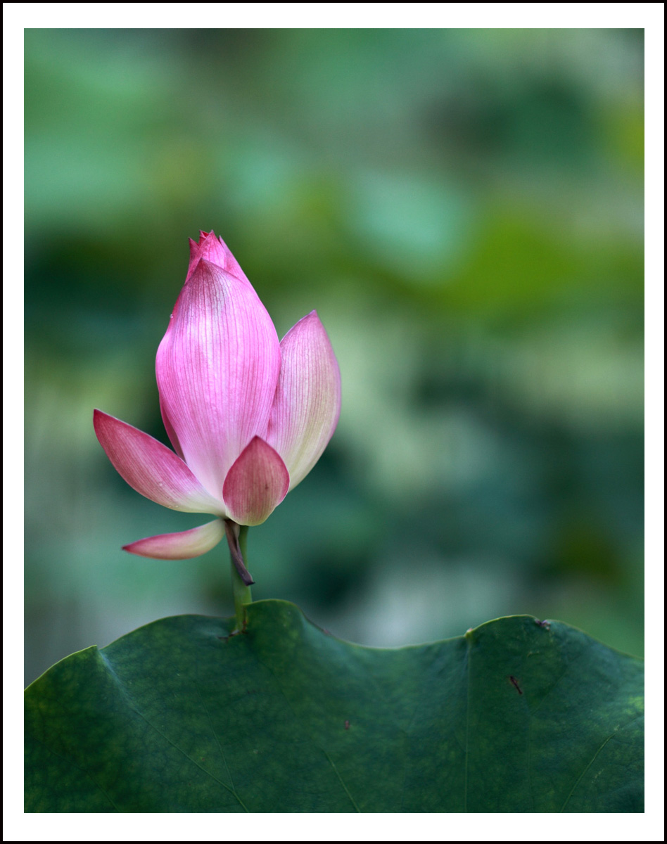 《荷花尖蕾》-4(BI0E4093).JPG