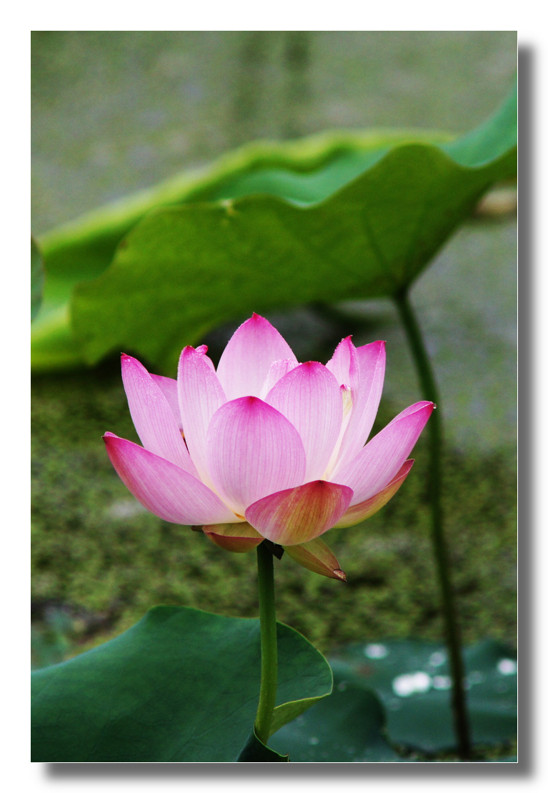 DSC08307_cr.jpg