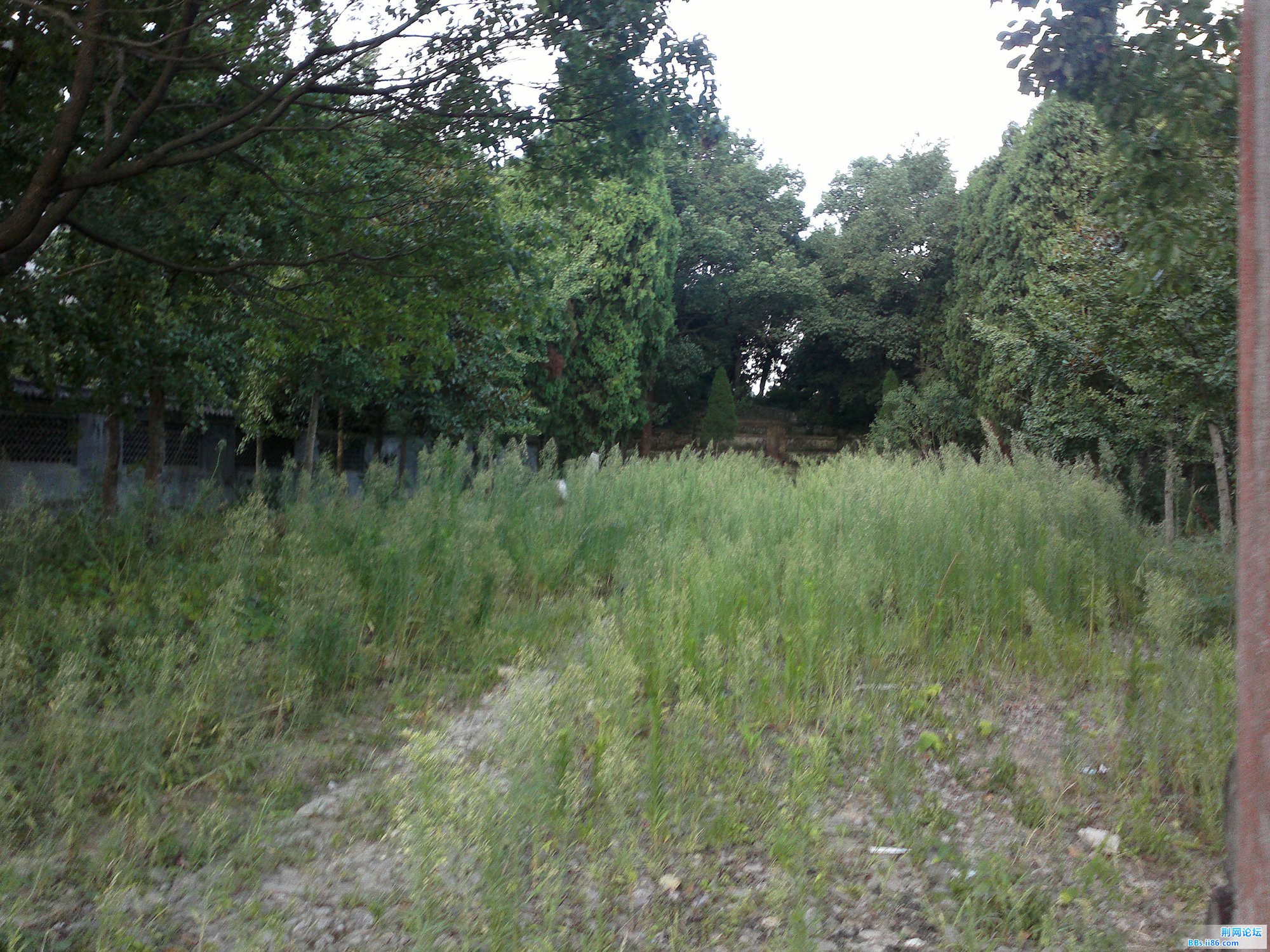 石像淹没在杂草中