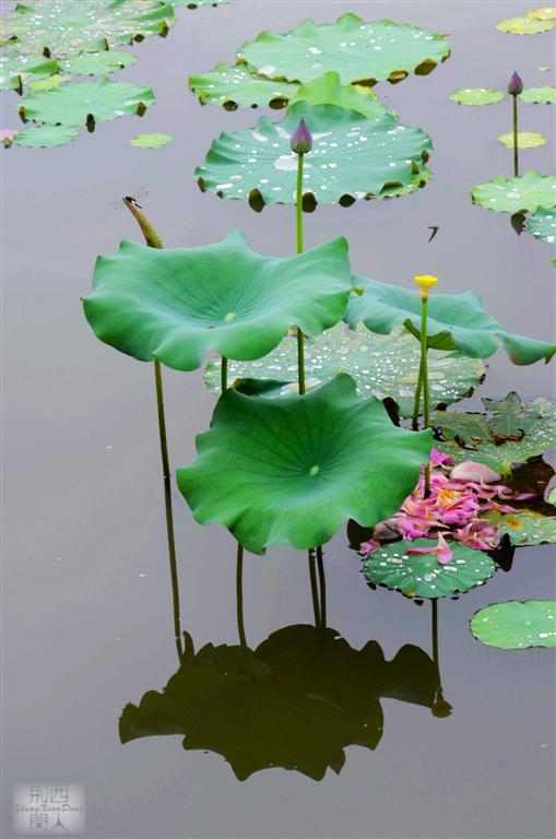 荷色5 (大).jpg