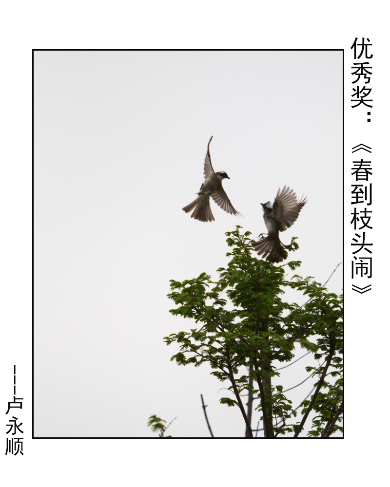 优秀奖：《春到枝头闹》---卢永顺.JPG