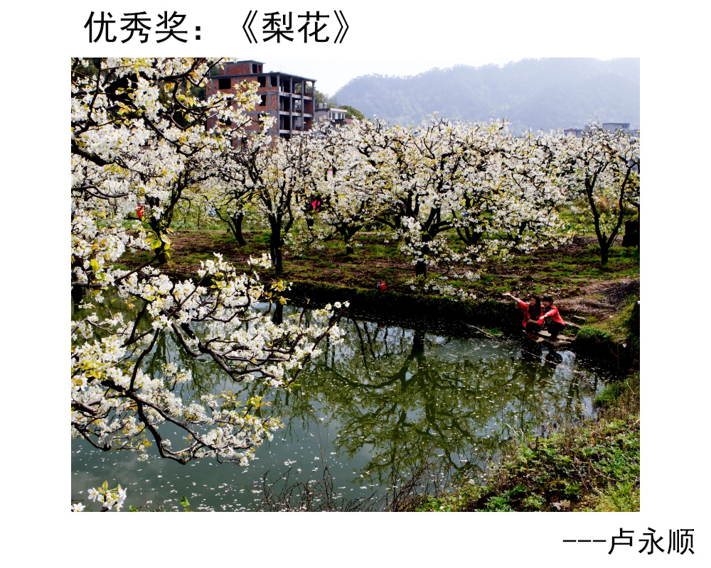 优秀奖：《梨花》---卢永顺.JPG